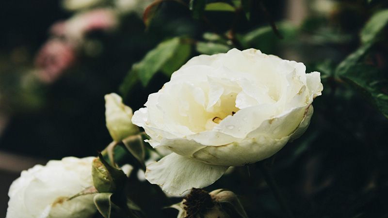 A close up of a white flower with a yellow center surrounded by green leaves.