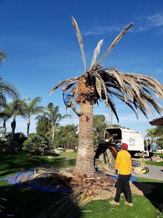 Man in yellow shirt watches tree trimming a palm tree on a sunny day.