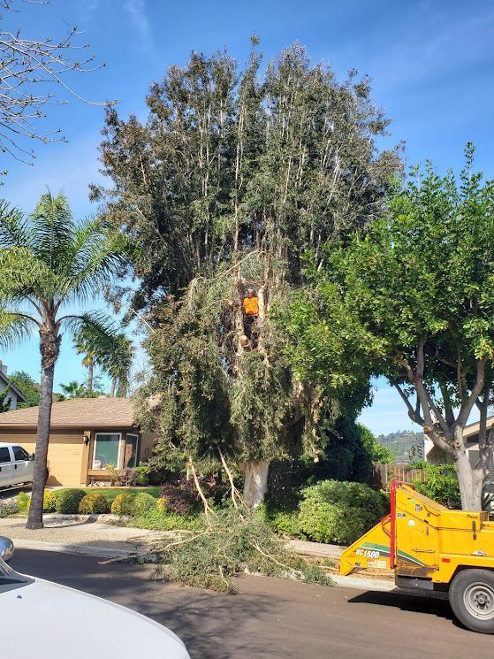 Tree being trimmed by a worker in an orange lift; residential street with house, palm trees, and wood chipper.