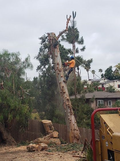 Tree worker uses a chainsaw to cut down a tall tree, debris on the ground.
