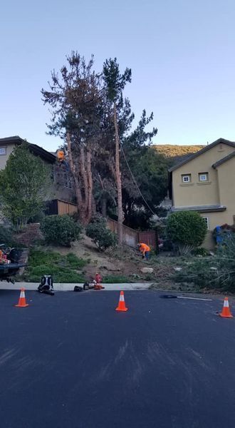 Trees being trimmed on a hillside near homes. Cones line the street.