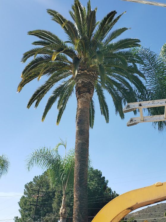 Tall palm tree with green fronds against a blue sky.