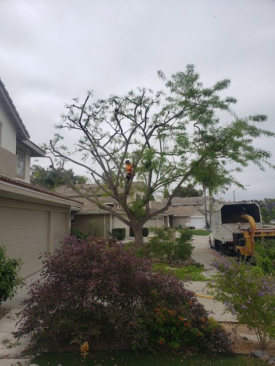Tree service worker trimming a large tree in front of a house on a cloudy day.