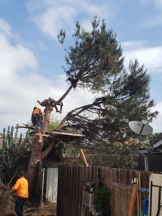 Two workers cutting down a large tree near a fence. One is in the tree, others at its base, blue sky, and a satellite dish.