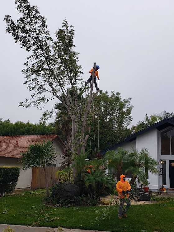 Two tree service workers cutting down a tree in front of a house. One is high up in the tree, and the other is on the ground.
