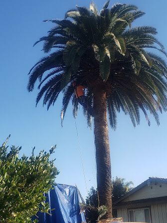 Tall palm tree being trimmed by a worker, blue tarp at base, sunny day.