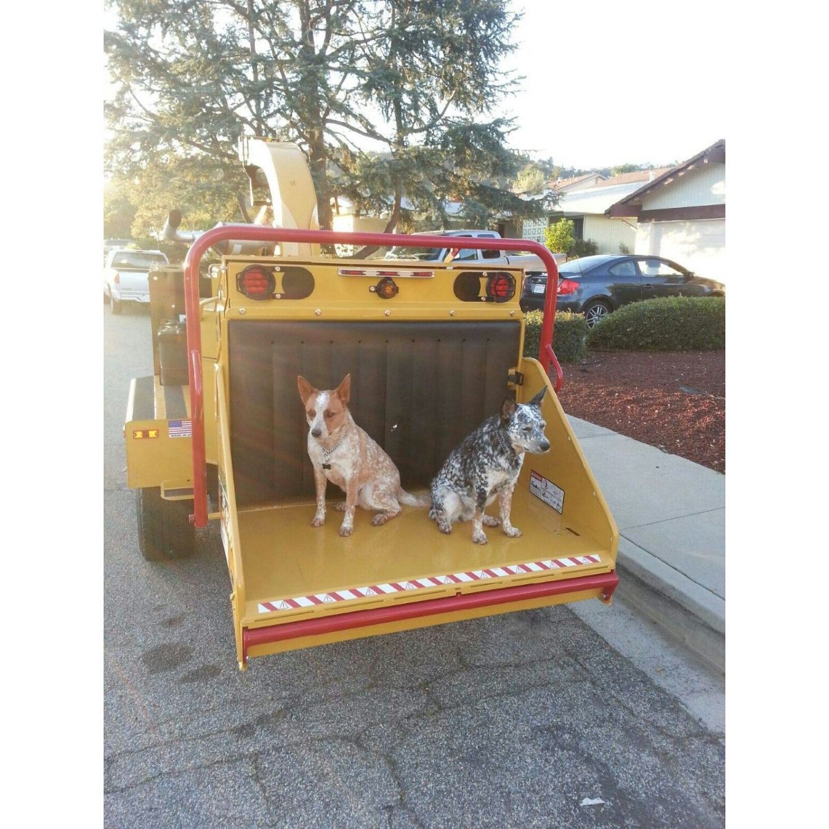 Two dogs sit inside the open back of a yellow wood chipper parked on a street.