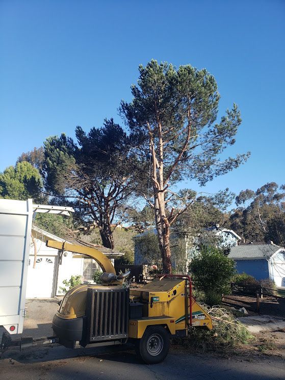 A yellow wood chipper beside a tall tree being trimmed, blue sky overhead.