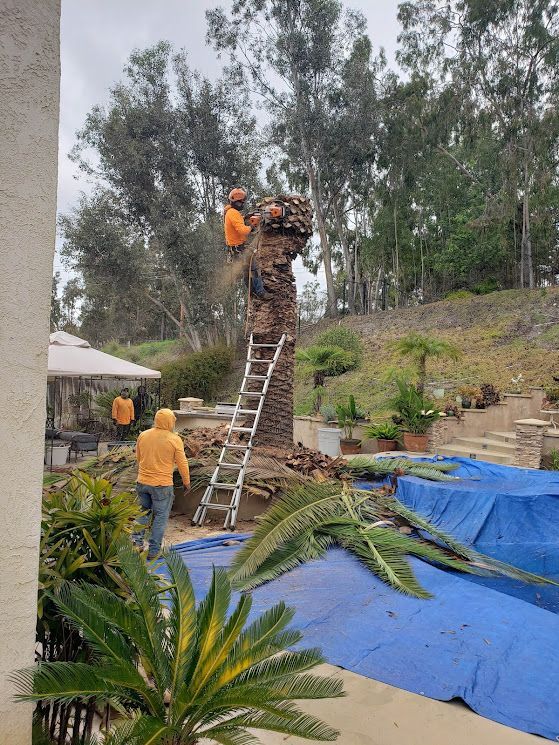 Workers in orange jackets trimming a tall palm tree; one on a ladder, one on the ground.