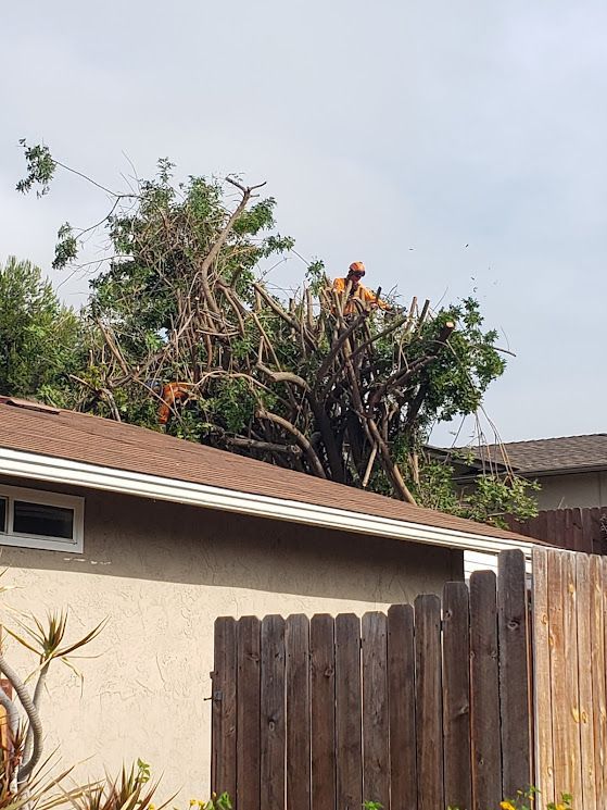 Tree trimmers on roof, cutting tree branches. Orange safety vest visible. Sunny day.