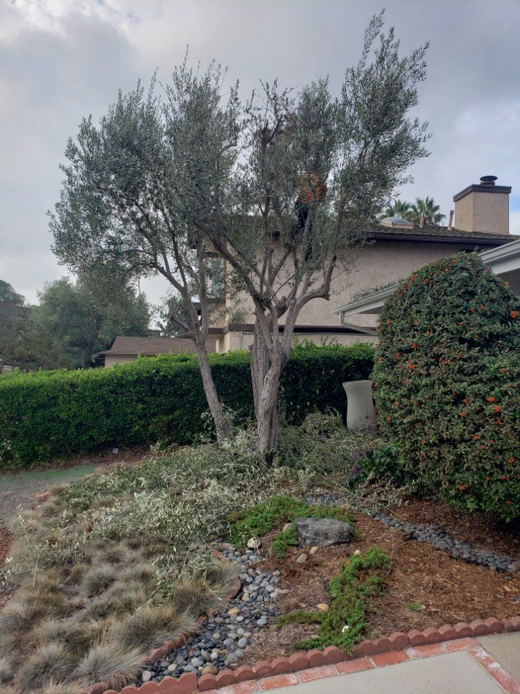 A tree being pruned by a person in a residential yard. Clippings on the ground, bushes, and a house in the background.
