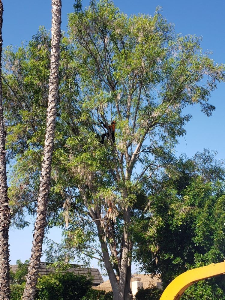 Person in a tree, working among green leaves, against a blue sky.