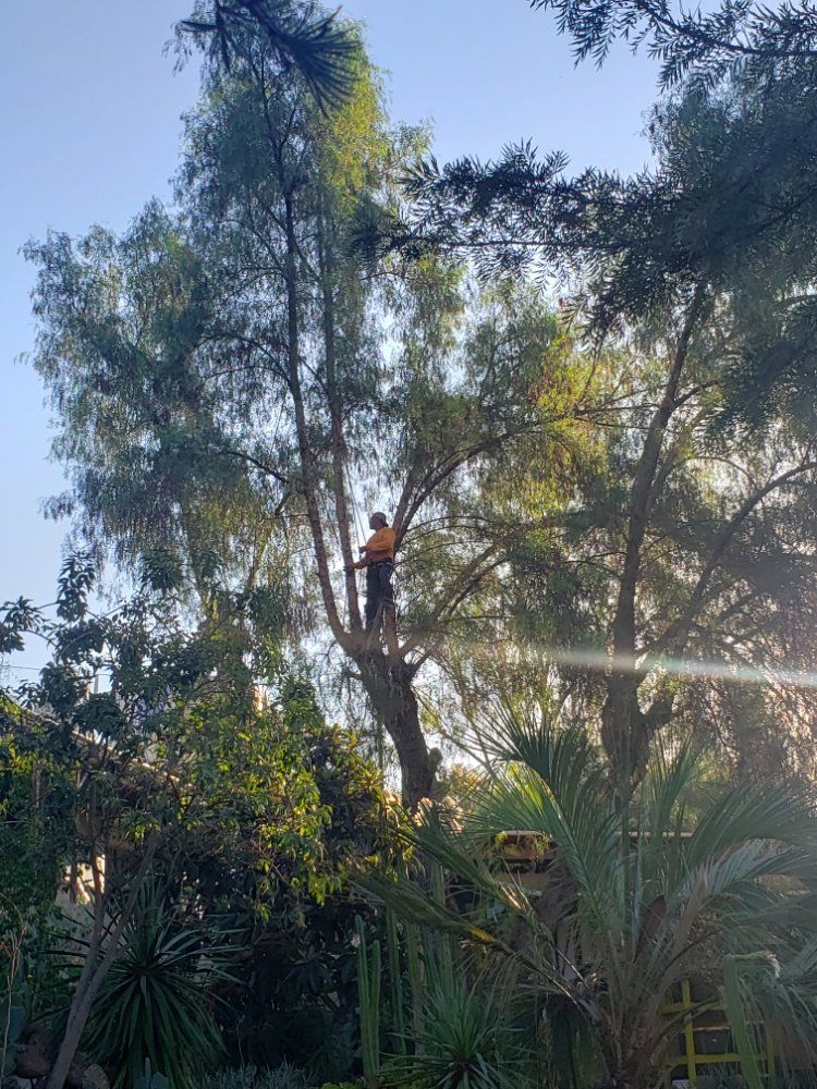 Person in orange shirt trimming a tall tree with green leaves, outdoors.