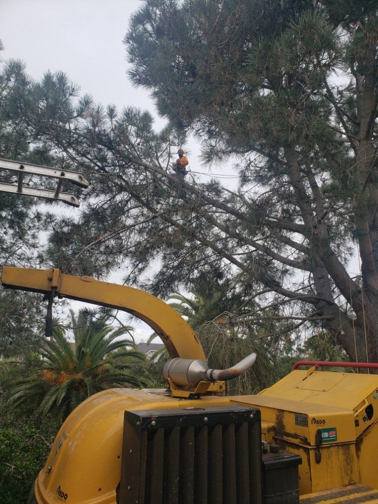Tree trimming: A worker in tree, with a yellow chipper machine in foreground. Cloudy day.