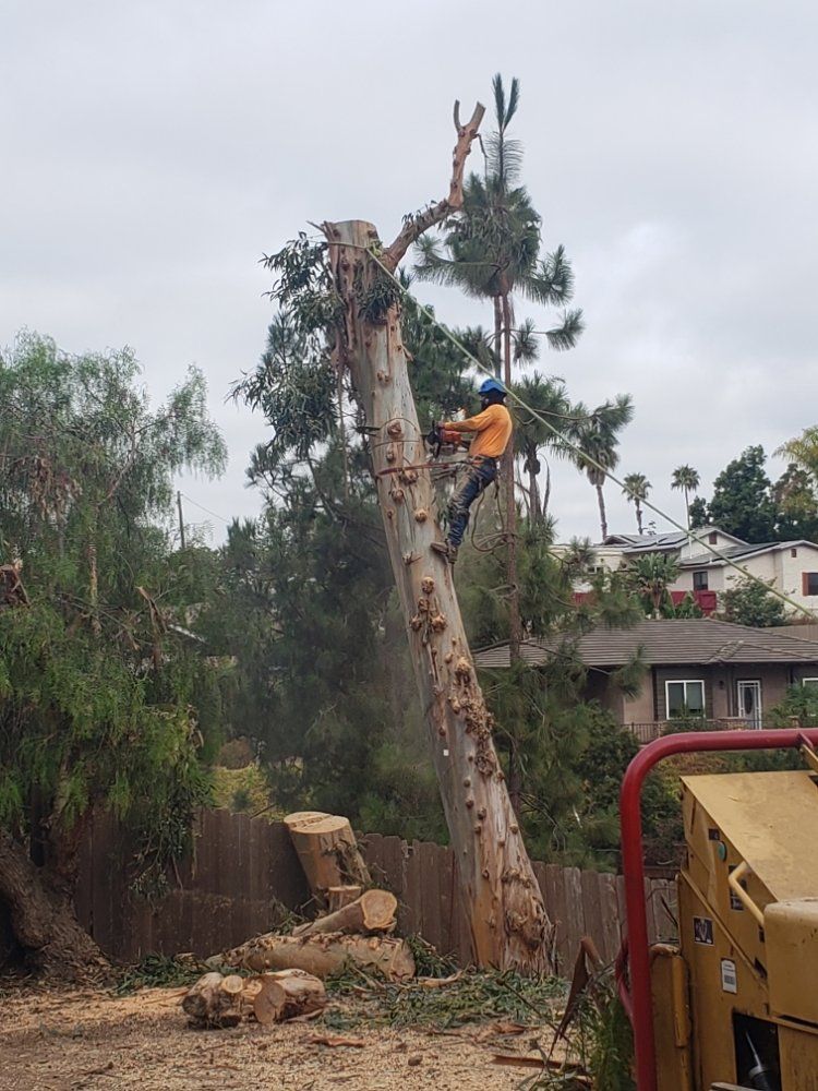 Tree service worker cutting a tall tree trunk with a chainsaw. Wood chips and sawed logs visible. Outdoor setting.