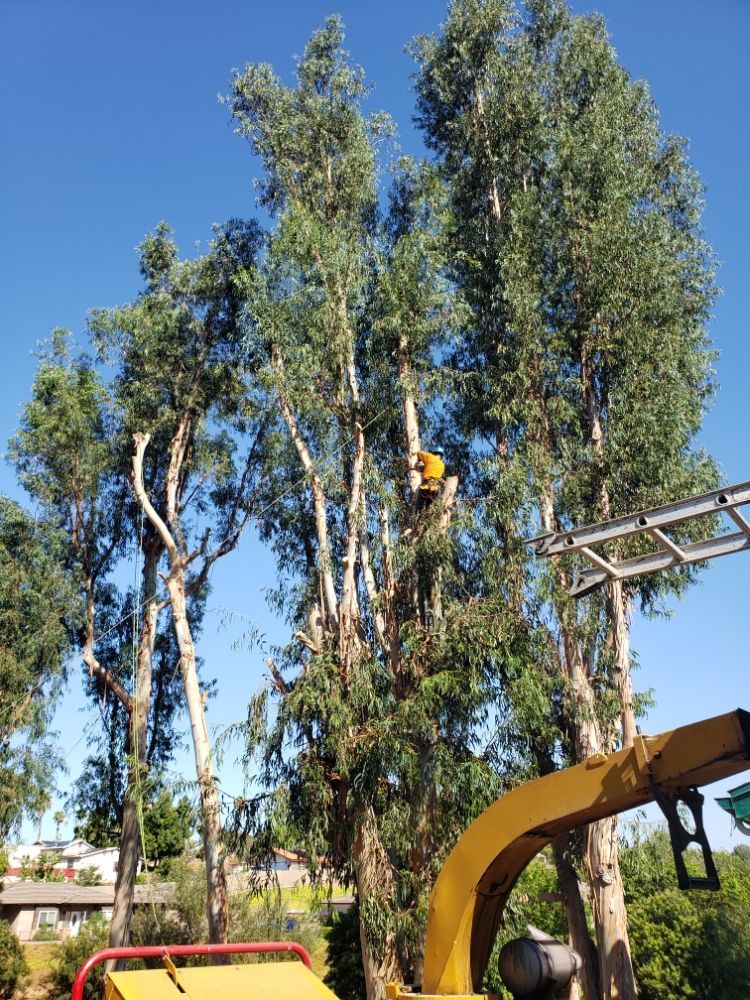 Tree trimming in progress; arborist in a tree, yellow wood chipper in foreground, blue sky background.