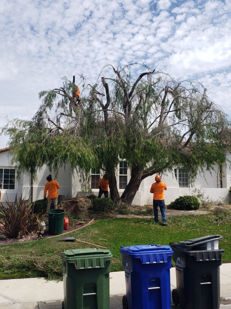 Tree trimming crew working on a large tree in front of a house. Men in orange shirts, green lawn, recycling bins.