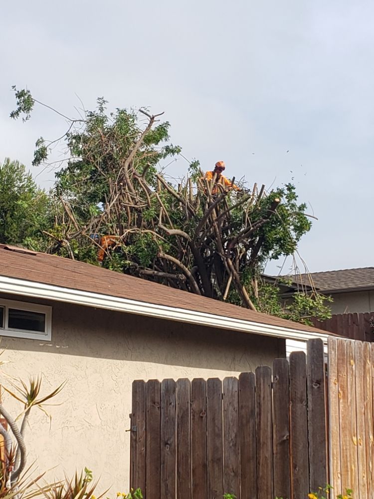 Two people in orange hardhats cutting a tree on a roof. Brown house and fence in the foreground.