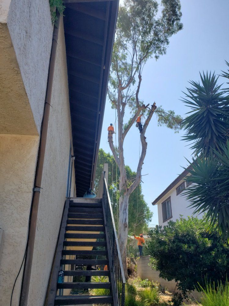 Tree trimmers in orange vests atop a tall tree next to a building, working under a bright blue sky.