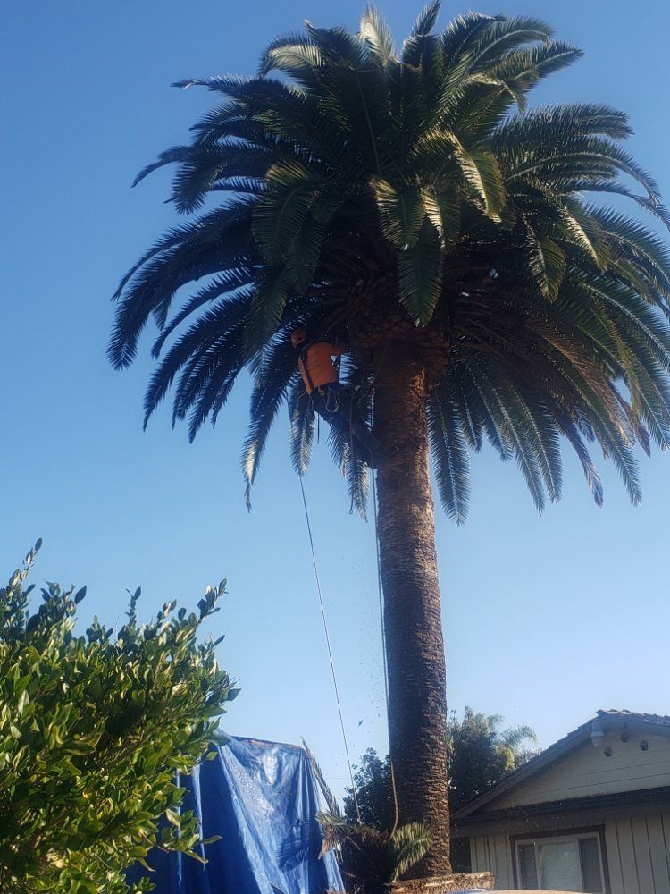 Palm tree being trimmed by a person with a harness, against a blue sky, near a house.