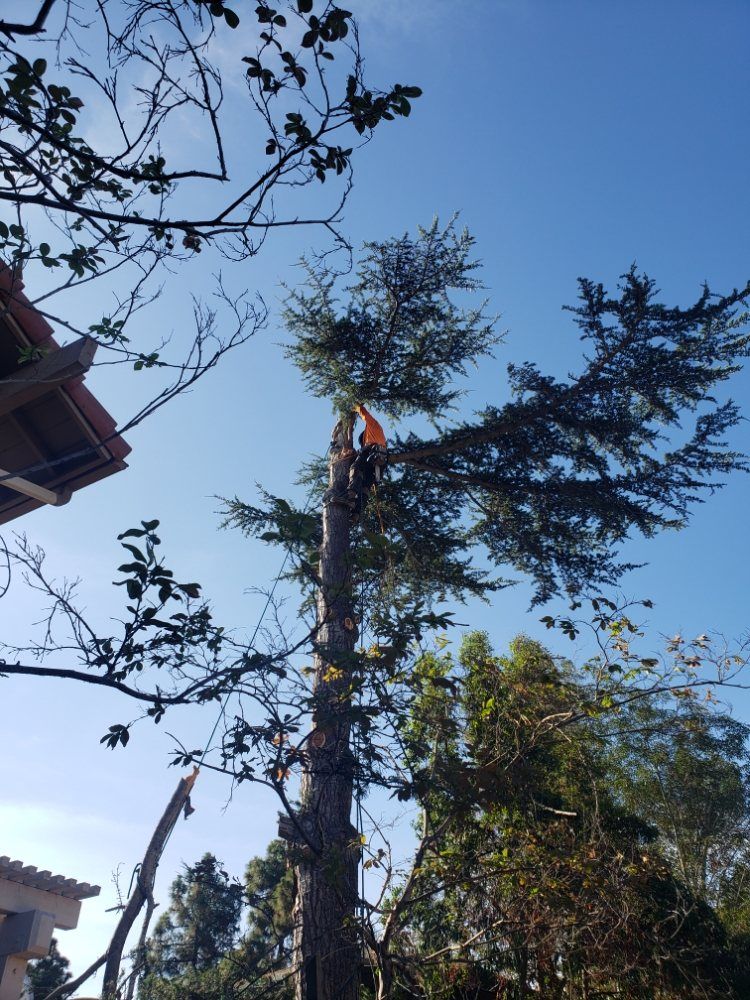 Arborist cutting branches from a tall tree under a bright blue sky.