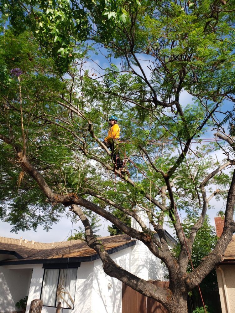 Arborist in yellow shirt trimming a large tree in front of a house on a sunny day.
