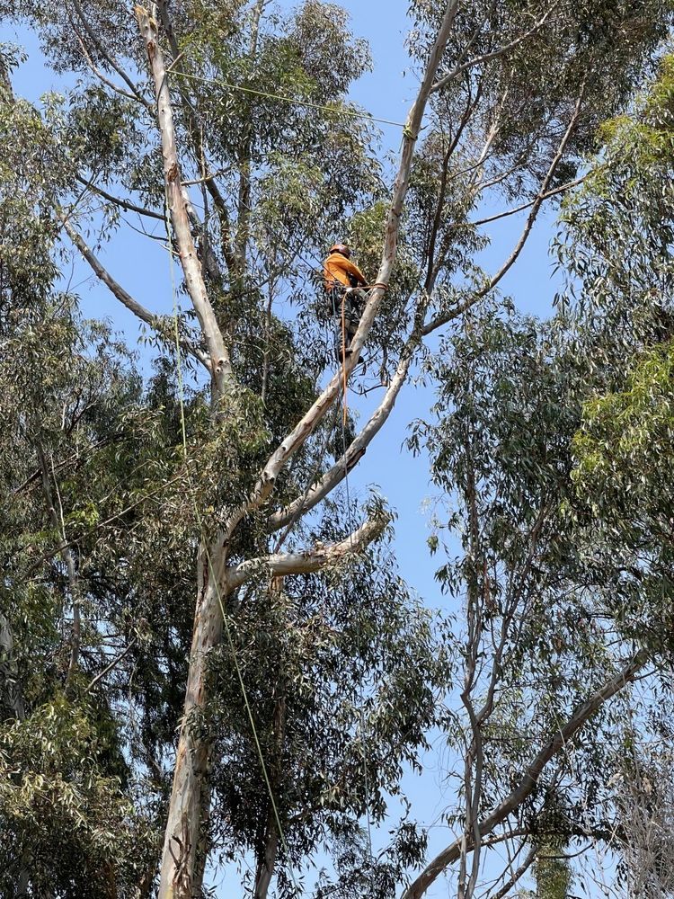 A tree trimmer in an orange safety vest, working high in a leafy tree against a blue sky.