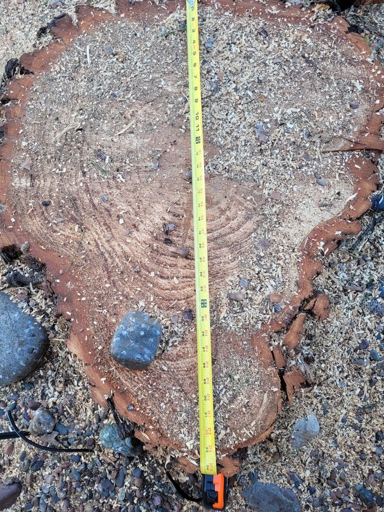 Tree stump cut with measuring tape laid across it. Brown wood, sawdust, and rocks.