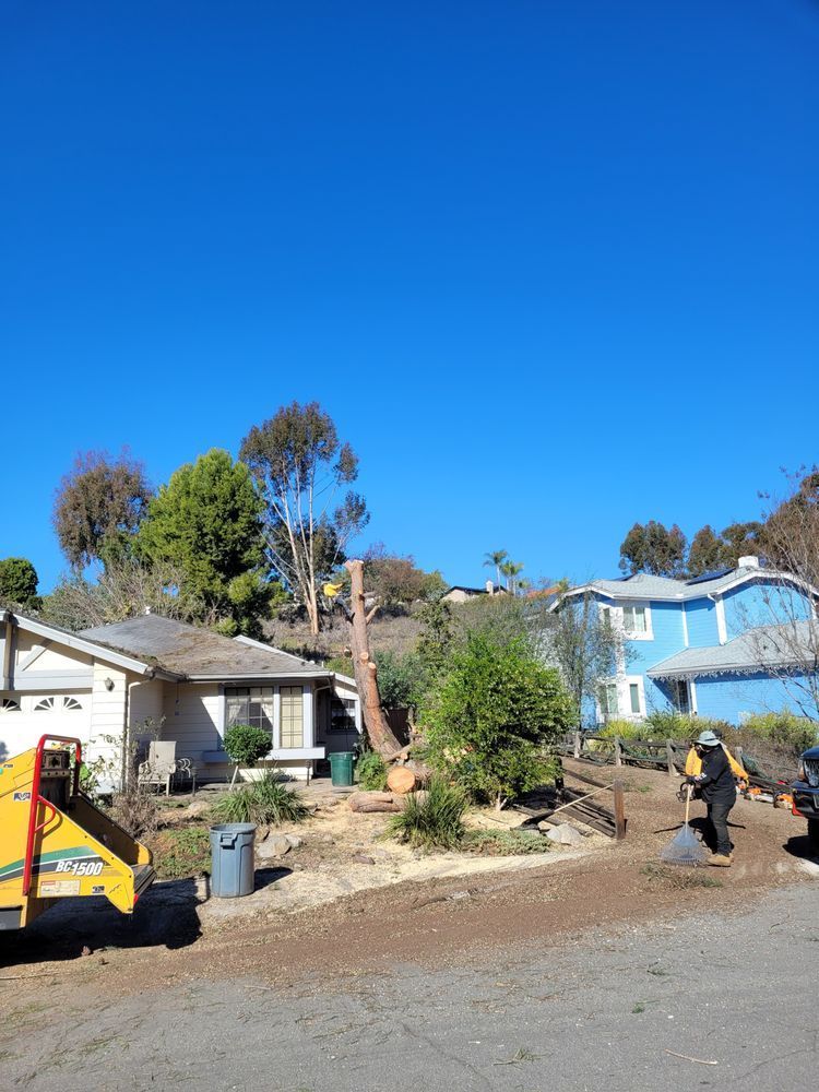 Tree removal in progress near homes, with a chipper and a worker; blue sky.