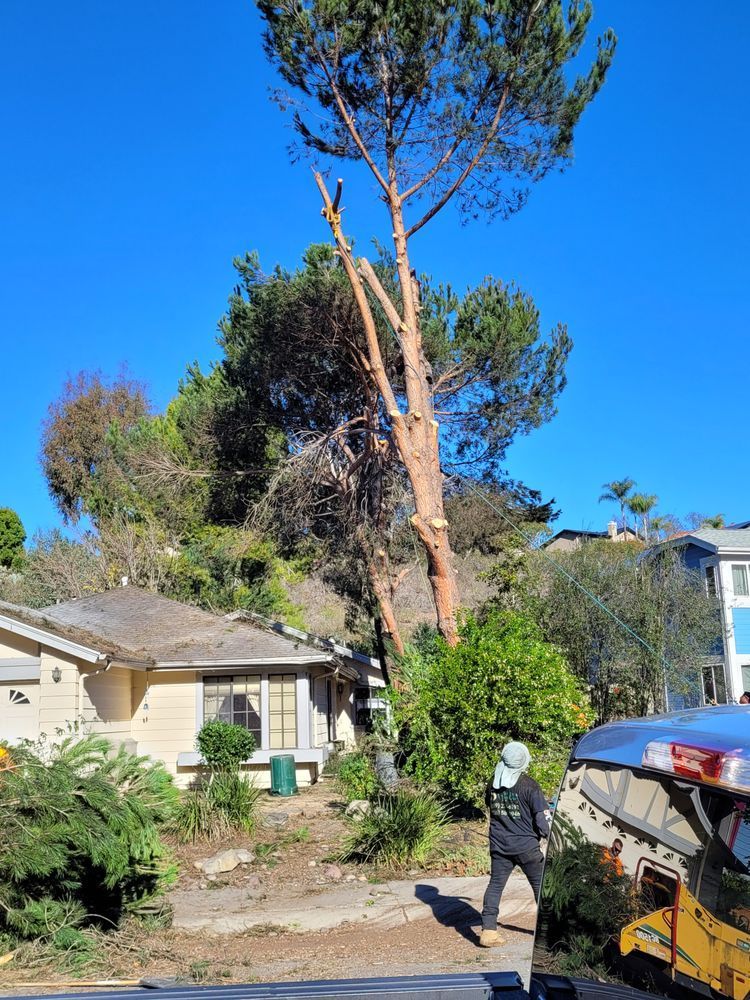 Tree being trimmed next to a house under a clear blue sky. A person walks nearby.