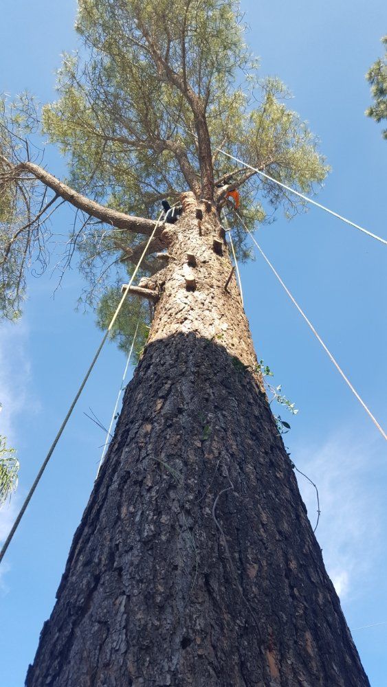 A tall tree with a dark, charred trunk. Two people are working in the branches, secured by ropes against a bright blue sky.