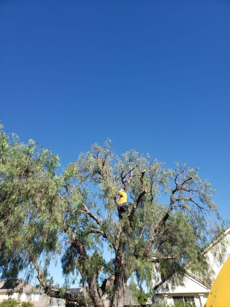 Person in yellow shirt trimming a large tree under a bright blue sky.