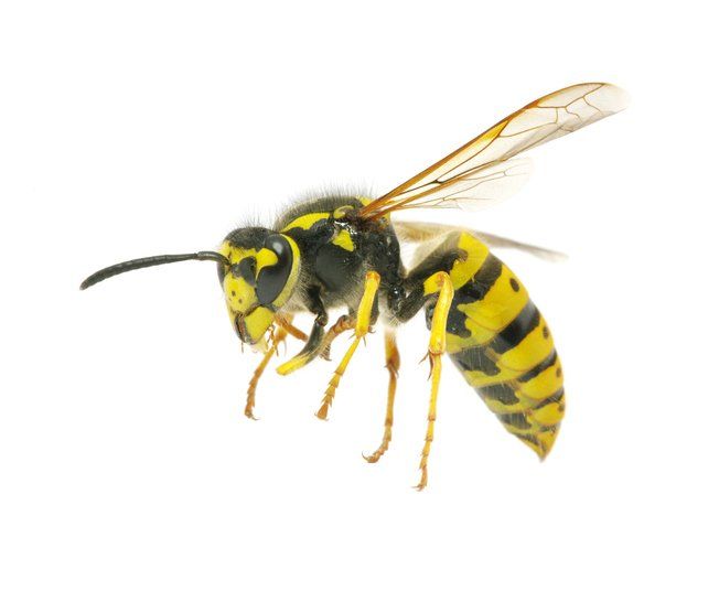 Wasp — Latrobe, PA — Bob Thomas Pest Control