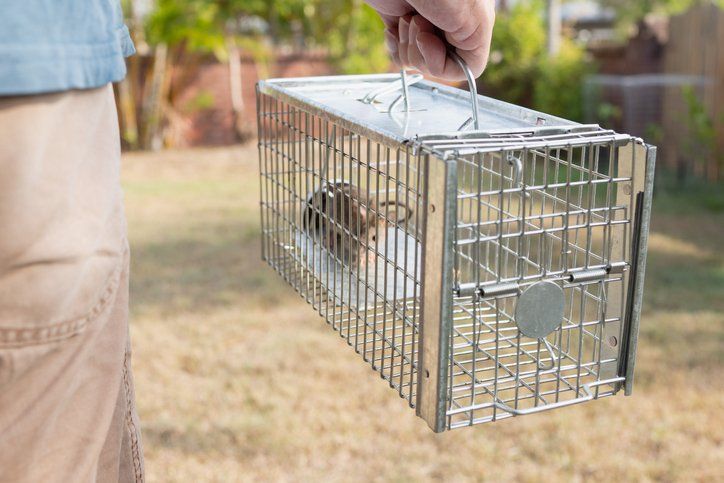 Metal cage trap — Latrobe, PA — Bob Thomas Pest Control