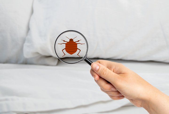 Searching bed bugs — Latrobe, PA — Bob Thomas Pest Control