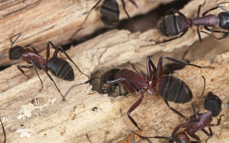 Carpenter ants — Latrobe, PA — Bob Thomas Pest Control