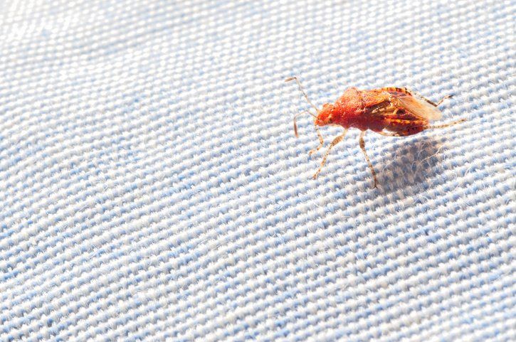 Bed Bug — Latrobe, PA — Bob Thomas Pest Control