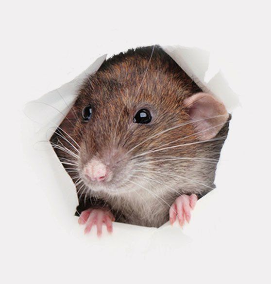 Rat — Latrobe, PA — Bob Thomas Pest Control