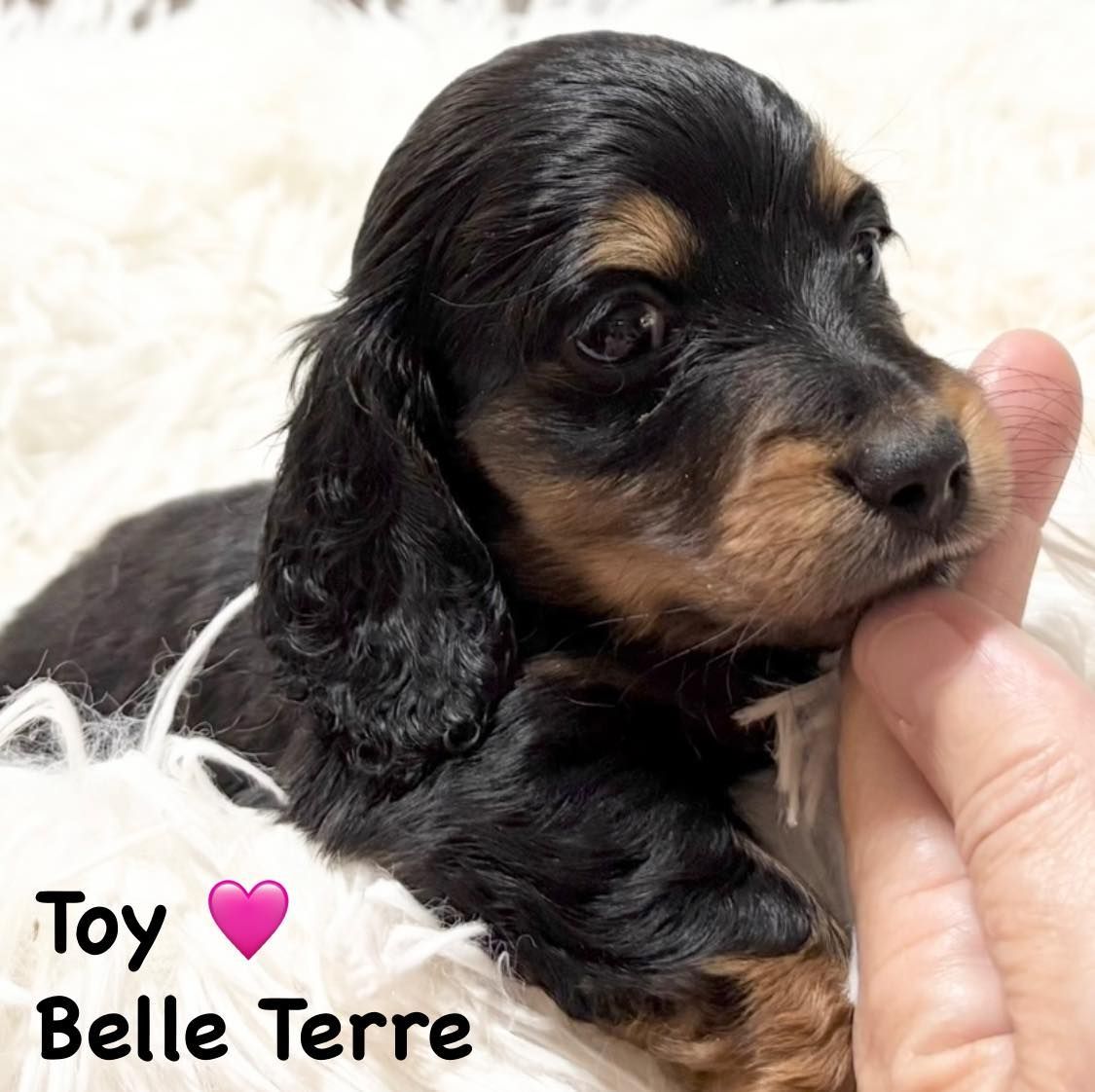 Black and tan puppy cuddled, being held by a hand. 
