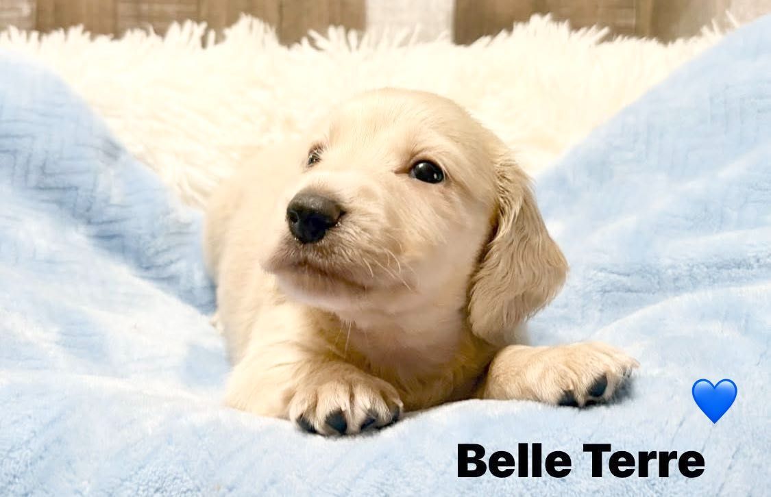 Yellow puppy lying on blue blanket. Text reads: Belle Terre.