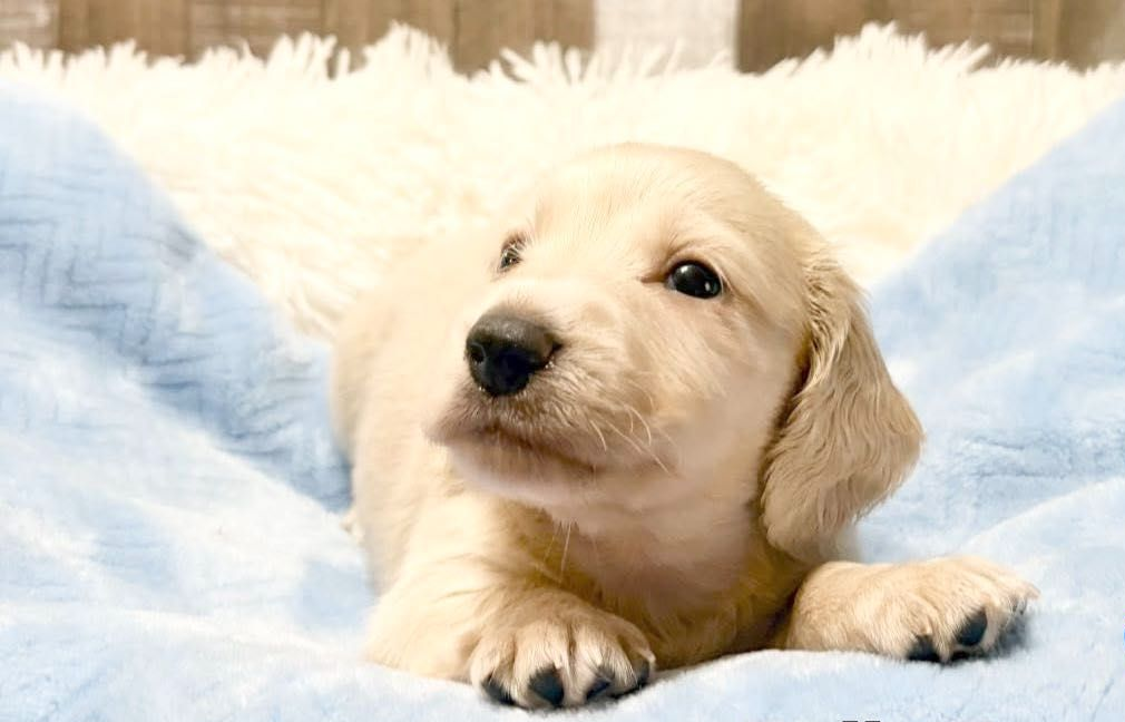 A long-haired dachshund with brown fur, black markings, and a concerned expression against a dark background.