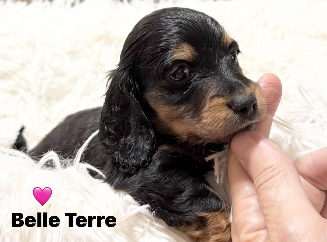 A black and tan Dachshund puppy being petted on a fluffy white surface.