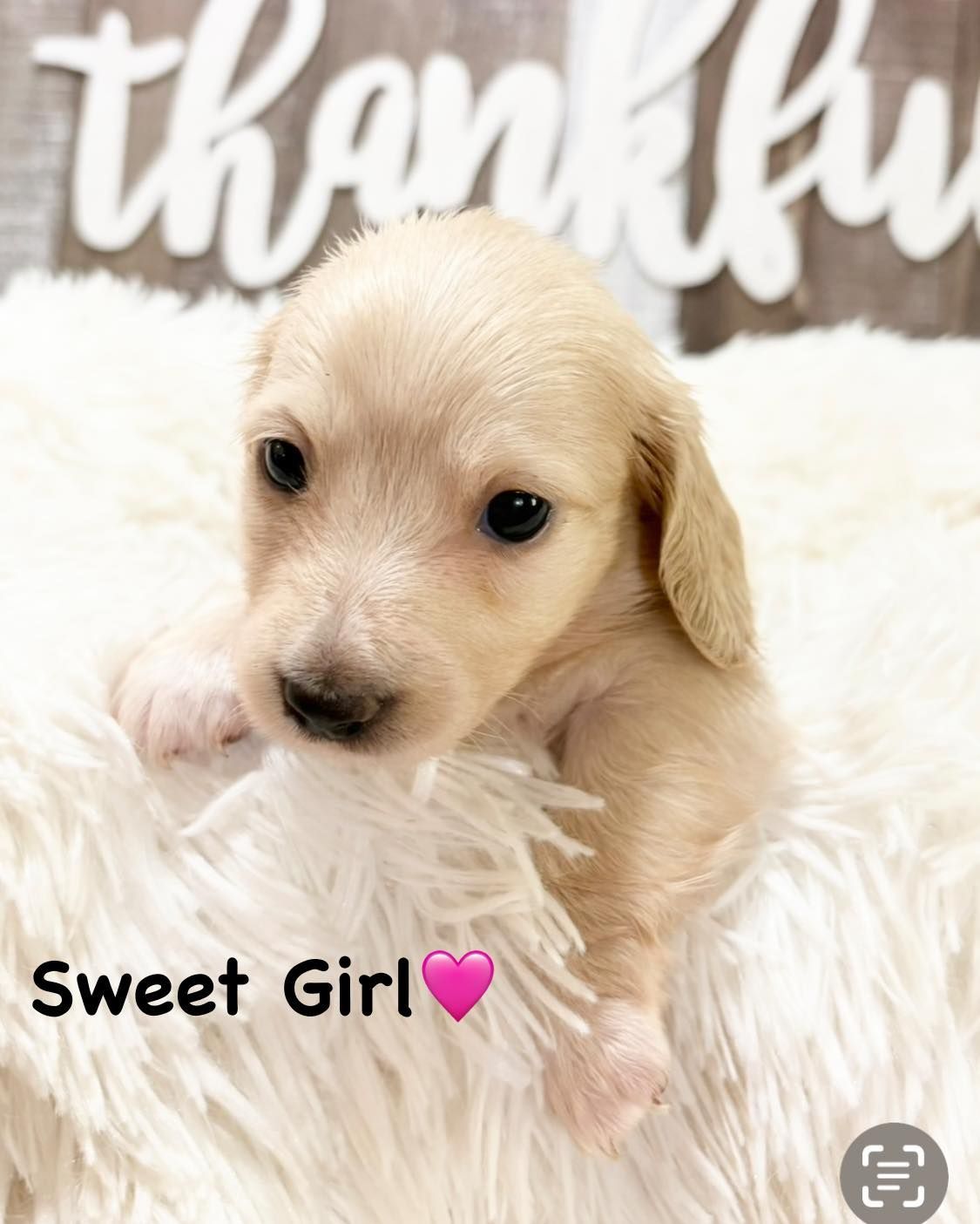 A light tan Dachshund puppy with black eyes, nestled in fluffy white bedding. Text reads, 
