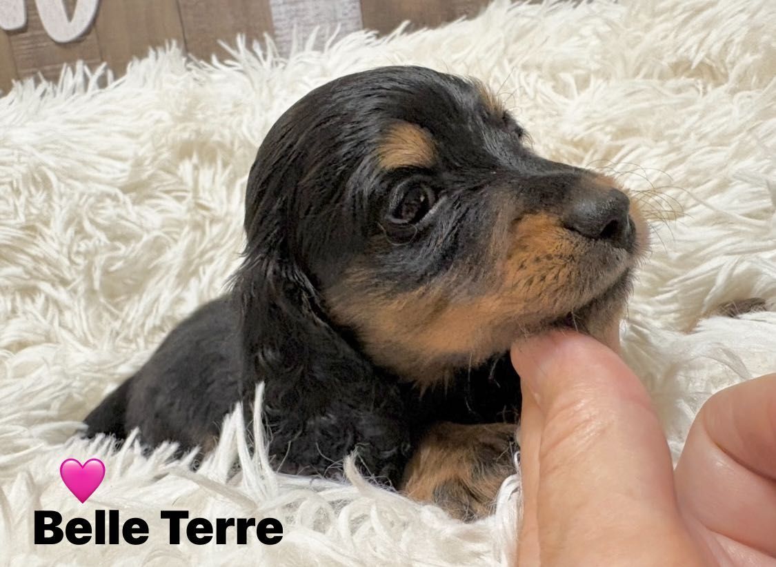 Black and tan dachshund puppy being petted, lying on fluffy white blanket. 