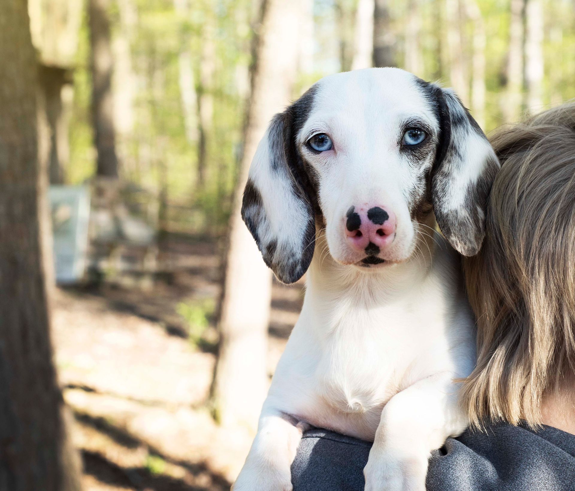 Dachshund dog with black and tan fur sits in green grass, looking at the camera with a gentle expression.