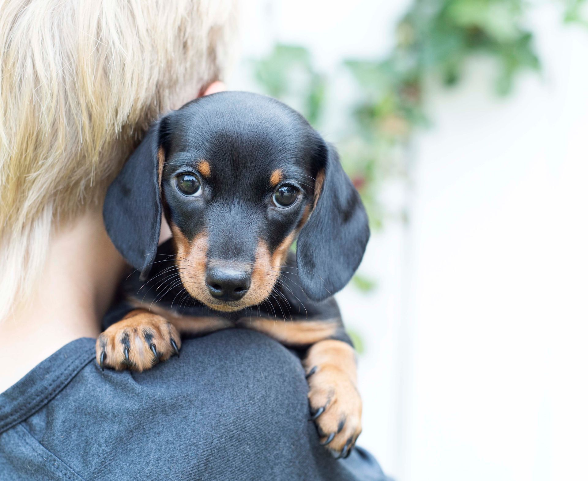Black and tan dachshund standing on hardwood floor, looking directly at the camera.