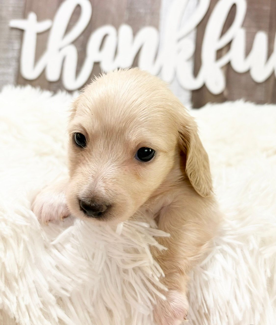 Black and tan dachshund puppy sitting on a fluffy blanket, looking at the viewer.