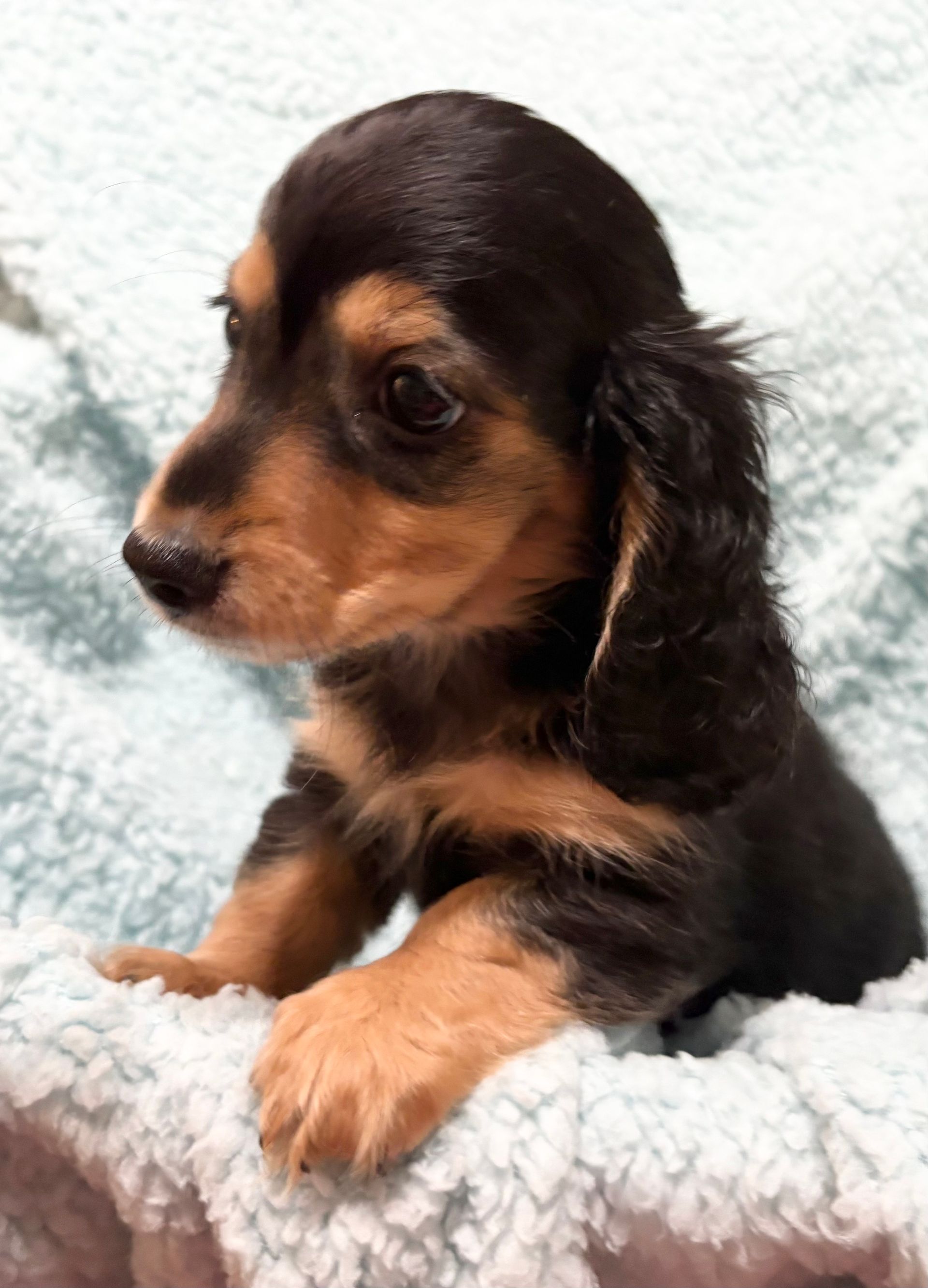 Brown dachshund with floppy ears and a sweet expression.