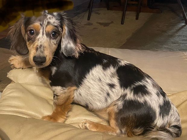 Three dachshund puppies in various colors sitting, facing the camera.