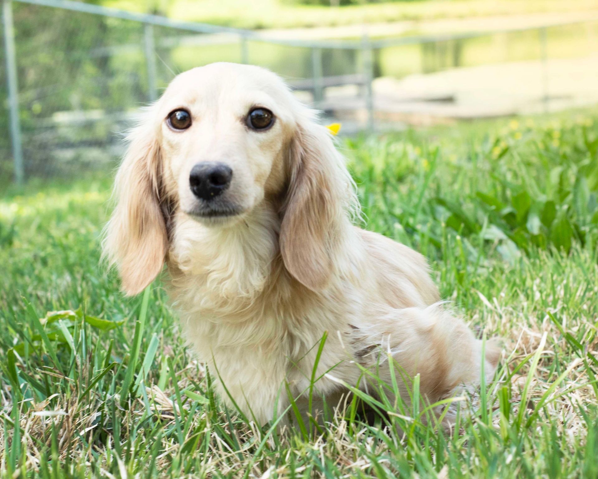 Veterinarian examining a dachshund puppy in an office setting.